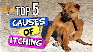 Why Is My Dog SO Itchy - the 5 Big Causes! - Dog Health Vet Advice