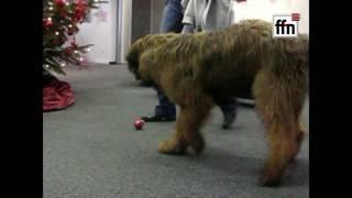 ffn Studiohund Bizkit und die Weihnachtskugel