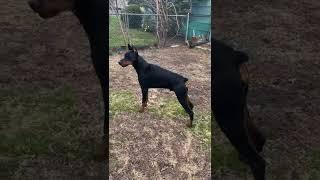 Doberman Puppy