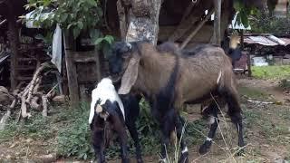 CARA MENGAWINKAN KAMBING ETAWA || kawin alami kambing