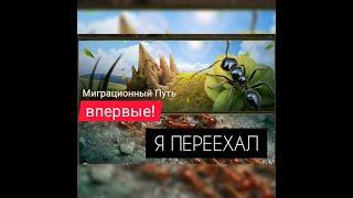 МИГРАЦИЯ! Новый дом для меня и всего альянса! The Ants: Underground Kingdom