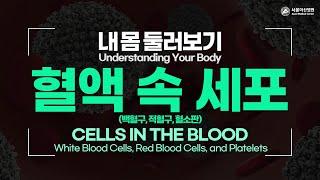 Cells in the Blood - White Blood Cells, Red Blood Cells, and Platelets [Understanding Your Body]