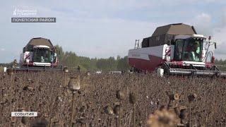 На полях Почепского района Брянской области началась уборка опийного мака