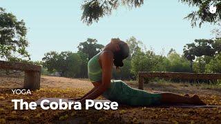 Learn the Cobra Pose - Bhujangasana | Yoga