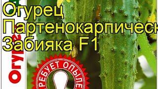 Огурец партенокарпический Забияка F1. Краткий обзор, описание cucumis sativus Zabiiaka F1