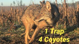 ANOTHER COYOTE IN NORTH CAROLINA!!(HOT TRAP!!!)