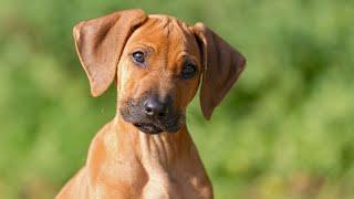 Grooming 101: How to Take Care of Your Rhodesian Ridgeback