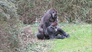 CHIMPS MATING