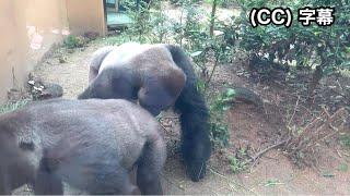 Dad Gorilla shows interest in Mom for the first time in a long time. Momotaro｜Momotaro family