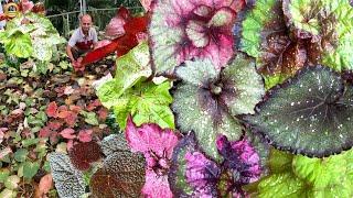 കേരളത്തിലെ ഏറ്റവും വലിയ Begonia Garden | Begonia propagation | begonia plant care #begonia #caladium