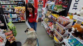 Pixie's Adventure at City Ace Hardware Marmalade - Caucasian Ovcharka Dog - Caucasian Shepherd