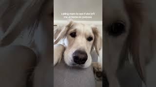 mom pls answer #dog #doglover #dogs #dogshorts #doglife #dogsofinstagram #golden #goldenretriever