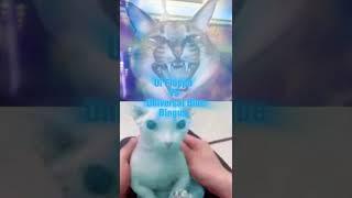 Floppa Vs Bingus (All Forms) | #edit #floppa #bingus #meme #cat