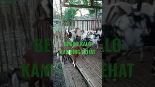 CIRI KAMBING SEHAT YA BEGINI