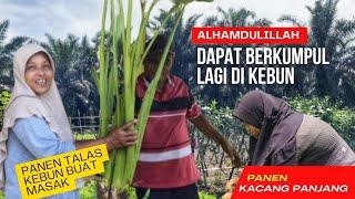 Panen talas dan kacang panjang||Alhamdulilah dapat berkumpul lagi di kebun