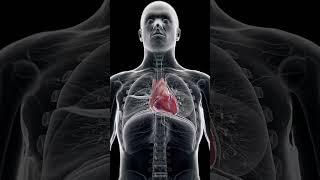 The Heart and Diaphragm: A Symbiotic Partnership