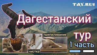 Дагестанский тур череп на медальоне 1 часть