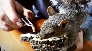 Yellow Jackets VS SQUIRREL- Infestation inside House - Wasp Nest Removal