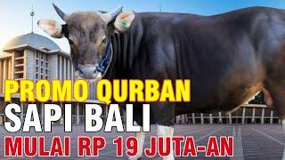 Promo Harga Sapi Kurban Bali 2021