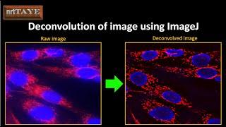 Deconvolution of image using ImageJ