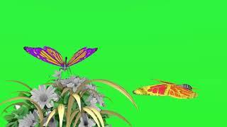 GREEN SECREEN BUTTERFLIES AND FLOWERS