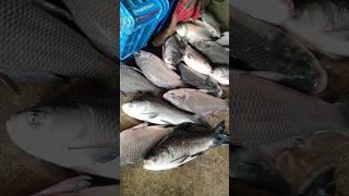 Big size katol fish selling process #shorts #fish #fishing #youtubeshorts