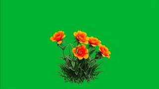 green screen flower effect | flowers green screen no copyright | green screen flower tree