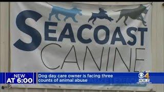 Dog Day Care Owner Facing Three Counts Of Animal Abuse