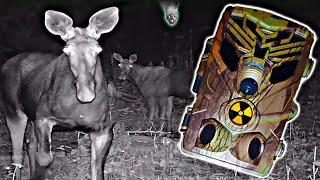 Что засняли ФотоЛовушки в Чернобыле  Скрытое наблюдение за сталкерами в Припяти  Ловим вандалов