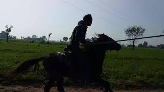 Horse Riding and Training of Neza Bazi || aminpur Arqam Cheema gujranwala cantt