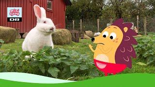 Børste og bondegården: Kaniner | Minisjang