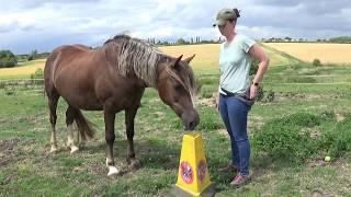 Raven - Object Targeting With Verbal Cue Session || Horse Clicker Training
