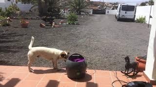 Wacko Jacko The Jack Russell And his Petsafe Automatic ball launcher Fuerteventura