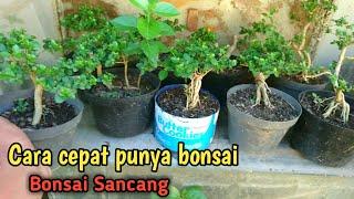 MEMBUAT BONSAI SANCANG MAME ASAL RIMBUN