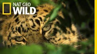 The Elusive Amur Leopard | The Forbidden River