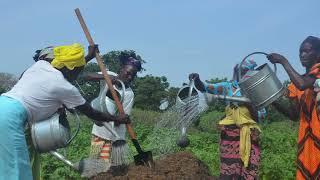 Senegalese women partner with CREATE! to transform their land into bountiful livelihoods