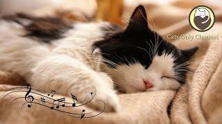 Calming Music for Cats -  Relaxation, Deep Sleep, Stress Relief, Peaceful Piano Music