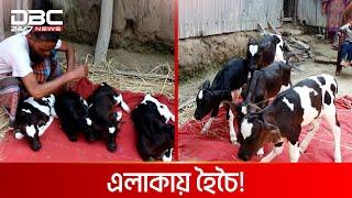 এক গাভীর পেটে ৪ বাছুর | DBC News Special