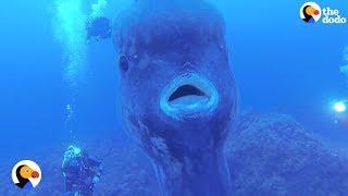 Ocean Sunfish Look Like GIANT Floating Heads | The Dodo