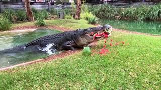 HUGE SALTWATER CROC SMASHES WATERMELON