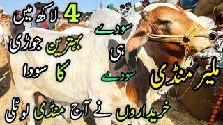 Malir Mandi Karachi Cattle Rates Update | 14 May 2024 |  Cow Mandi 2024 | | Bakra Eid Season 2024