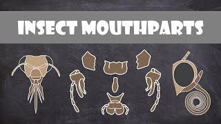 Insect Mouthparts | Entomology