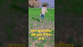 Hamara# gehun harihar# nikale dusra ke PierPiernikale@anil bihari 123 #viral video#trendy