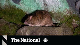 Vancouver’s rat population is booming