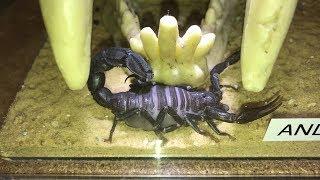 REQUEST VIDEO Arabian Fat Tailed Scorpion ( Androctonus Crassicauda )