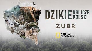 Żubr – poznaj dzikie oblicze Polski i chroń zagrożone gatunki