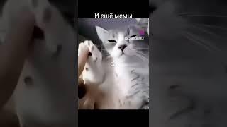 мемы с котами! #мем #мемы #жиза #рекомендации #memes #прикол #сталкер #юмор #мемчик #stalker #котики