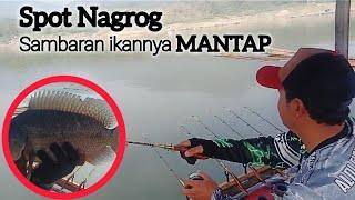 MANCING JATILUHUR TERBARU//Eps15//SPOT NAGROG SAMBARAN  IKAN Y MANTAP.