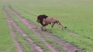 León vs Hienas a muerte