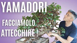 COME FARE un BONSAI da ZERO, YAMADORI e ATTECCHIMENTO LATIFOGLIE